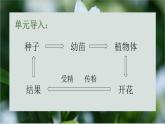 10.3探究绿色开花植物的双受精课件2023--2024学年京改版生物八年级上册