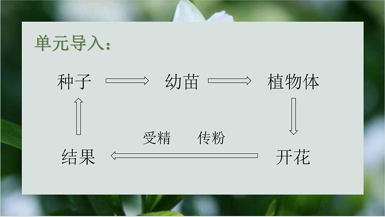 10.3探究绿色开花植物的双受精课件2023--2024学年京改版生物八年级上册02