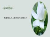 10.3探究绿色开花植物的双受精课件2023--2024学年京改版生物八年级上册