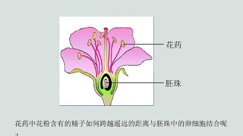 10.3探究绿色开花植物的双受精课件2023--2024学年京改版生物八年级上册04