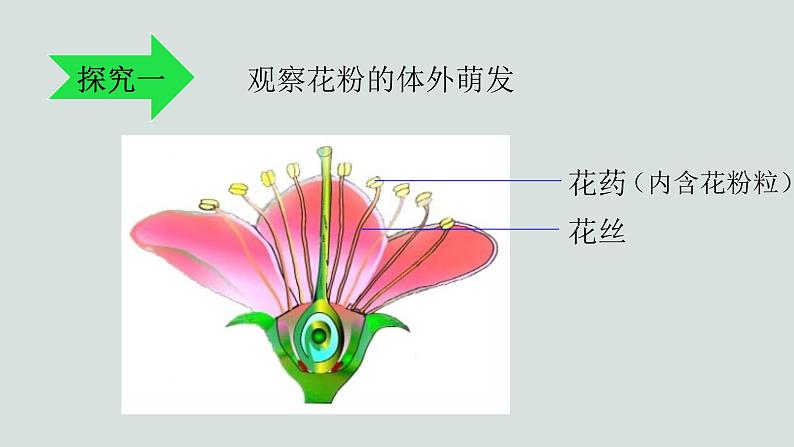 10.3探究绿色开花植物的双受精课件2023--2024学年京改版生物八年级上册08