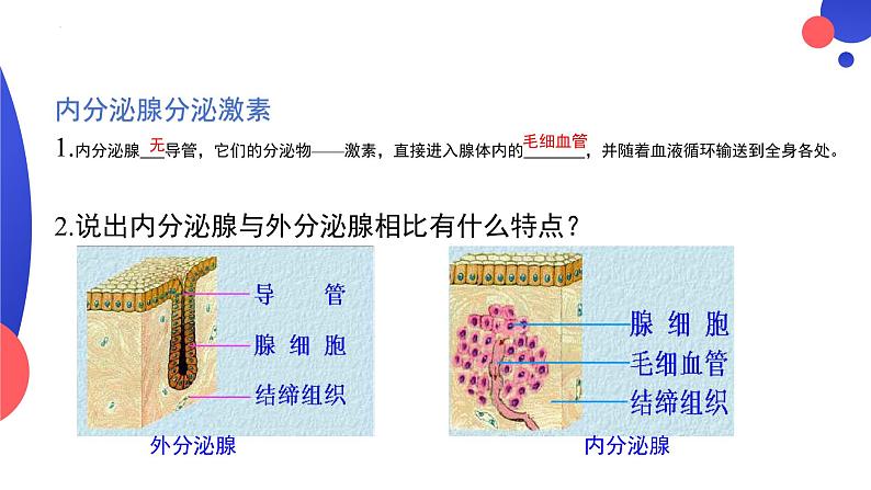 4.6.4激素的调节课件2023--2024学年人教版生物七年级下册06