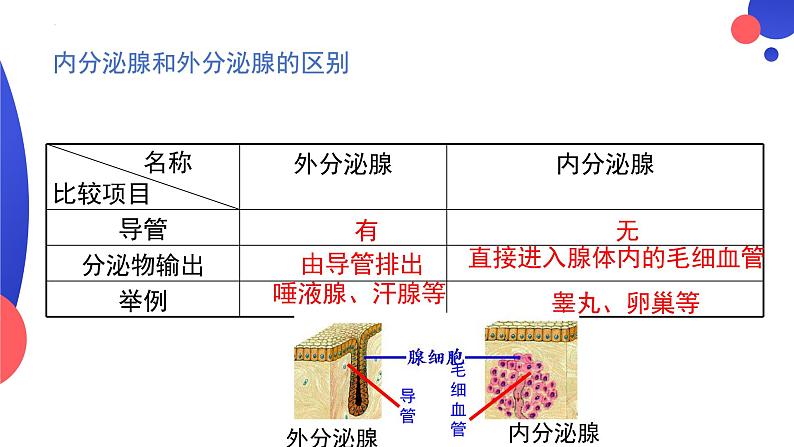 4.6.4激素的调节课件2023--2024学年人教版生物七年级下册07