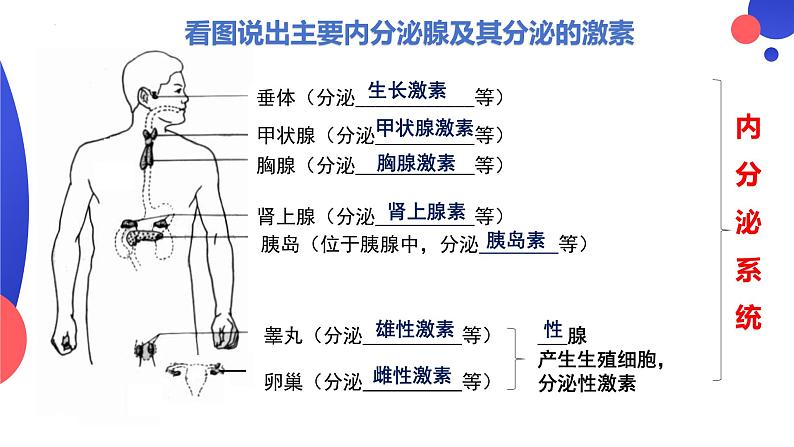 4.6.4激素的调节课件2023--2024学年人教版生物七年级下册08