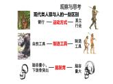 4.1.1人类的起源和发展课件2023--2024学年人教版生物七年级下册