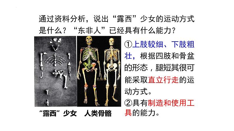 4.1.1人类的起源和发展课件2023--2024学年人教版生物七年级下册第6页