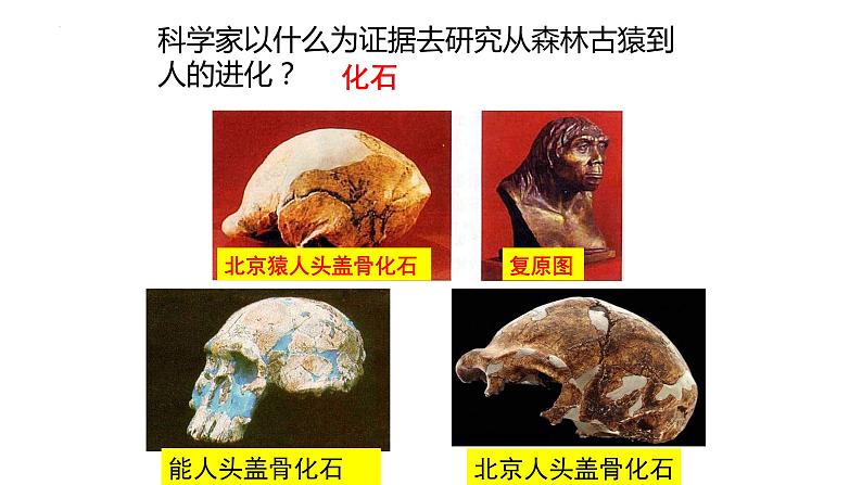 4.1.1人类的起源和发展课件2023--2024学年人教版生物七年级下册第7页