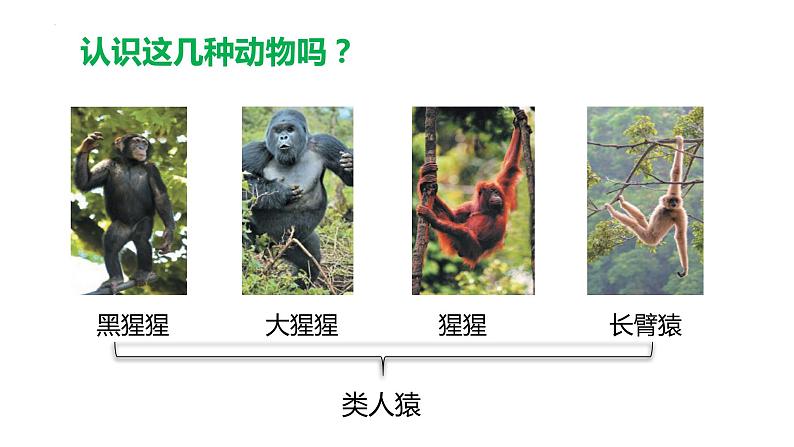 4.1.1人类的起源和发展课件2023--2024学年人教版生物七年级下册 (3)第6页