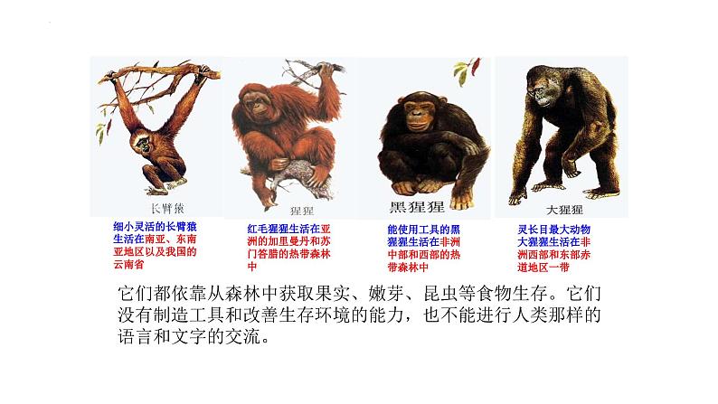 4.1.1人类的起源和发展课件2023--2024学年人教版生物七年级下册 (2)第6页