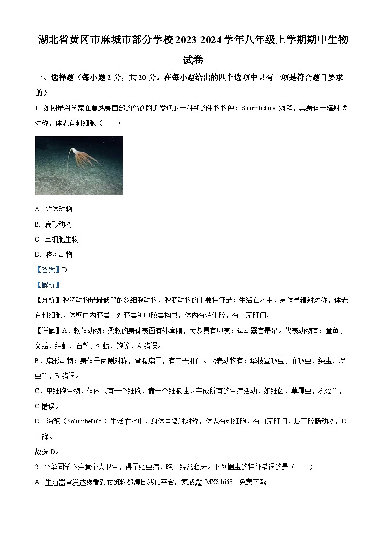 湖北省黄冈市麻城市部分学校2023-2024学年八年级上学期期中生物试题01