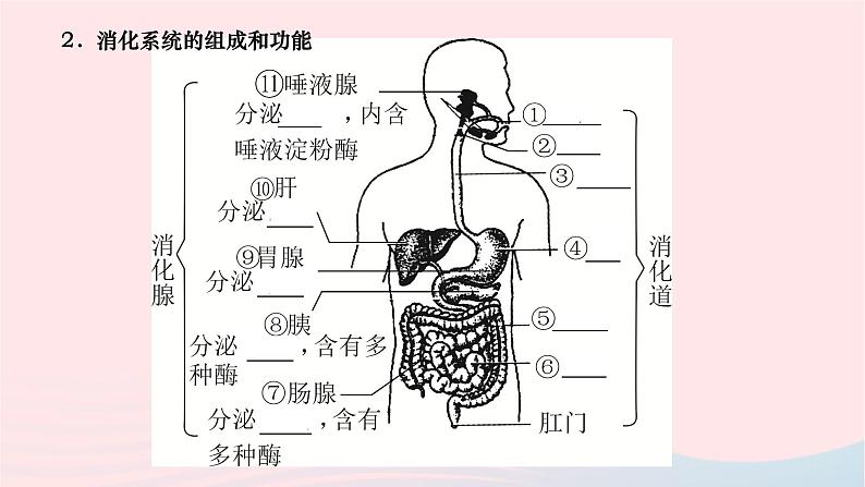 2024七年级生物下册第四单元生物圈中的人第二章人体的营养第二节消化和吸收第1课时消化系统和探究馒头在口腔中的变化作业课件新版新人教版第3页