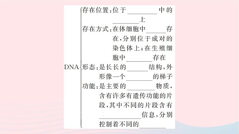 2024八年级生物下册第七单元生物圈中生命的延续和发展第二章生物的遗传与变异第二节基因在亲子代间的传递作业课件新版新人教版第4页