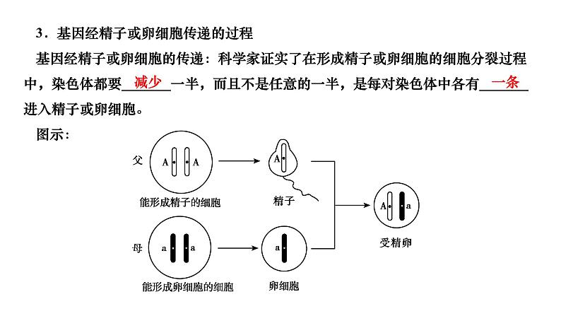 2024八年级生物下册第七单元生物圈中生命的延续和发展第二章生物的遗传与变异第二节基因在亲子代间的传递作业课件新版新人教版第6页