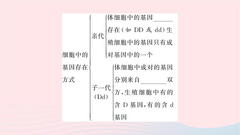 2024八年级生物下册第七单元生物圈中生命的延续和发展第二章生物的遗传与变异第三节基因的显性和隐性第1课时孟德尔的豌豆杂交实验作业课件新版新人教版04