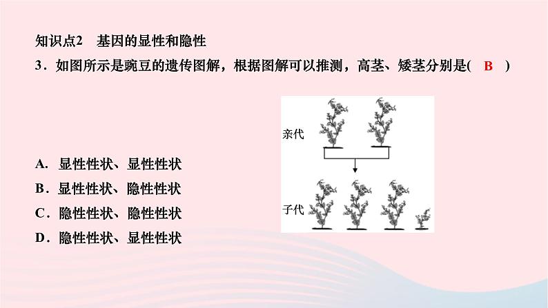 2024八年级生物下册第七单元生物圈中生命的延续和发展第二章生物的遗传与变异第三节基因的显性和隐性第1课时孟德尔的豌豆杂交实验作业课件新版新人教版07