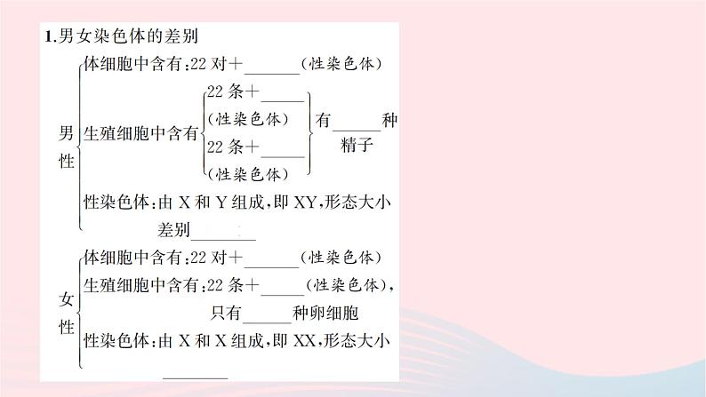 2024八年级生物下册第七单元生物圈中生命的延续和发展第二章生物的遗传与变异第四节人的性别遗传作业课件新版新人教版第2页