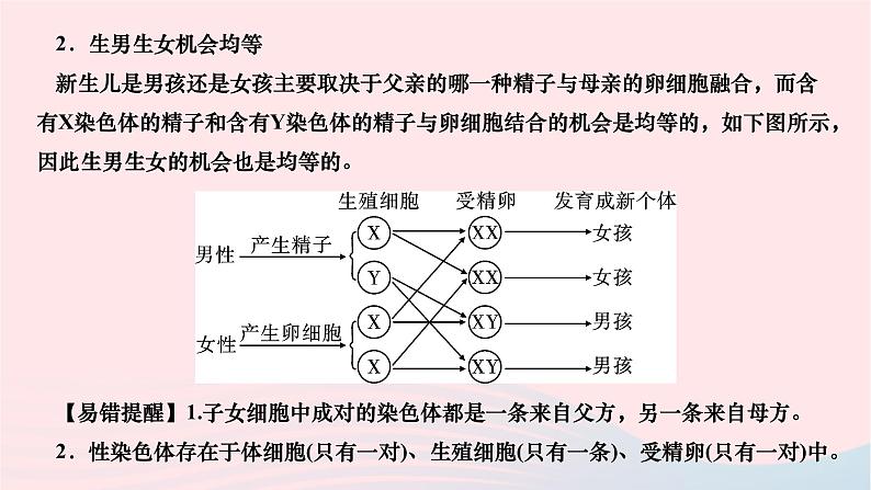 2024八年级生物下册第七单元生物圈中生命的延续和发展第二章生物的遗传与变异第四节人的性别遗传作业课件新版新人教版第3页