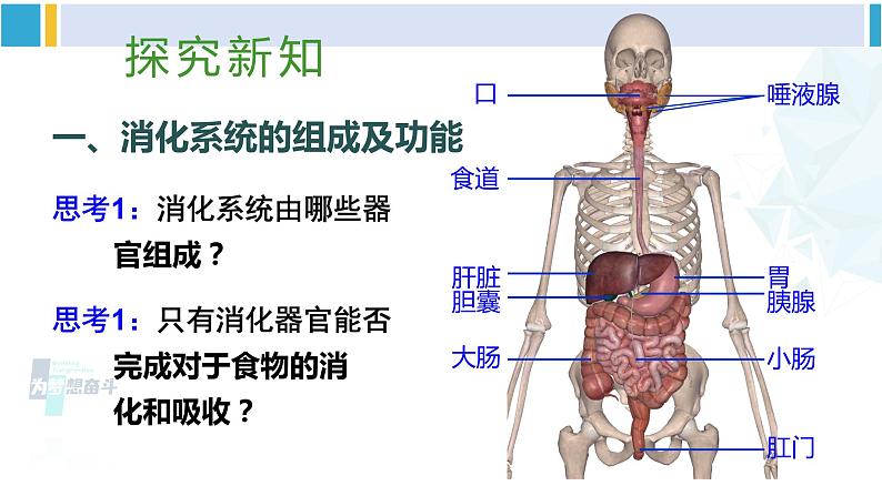 北师大版七年级生物下册 第8章 人体的营养第1课时 消化系统的组成 食物在口腔内的消化（课件）第3页