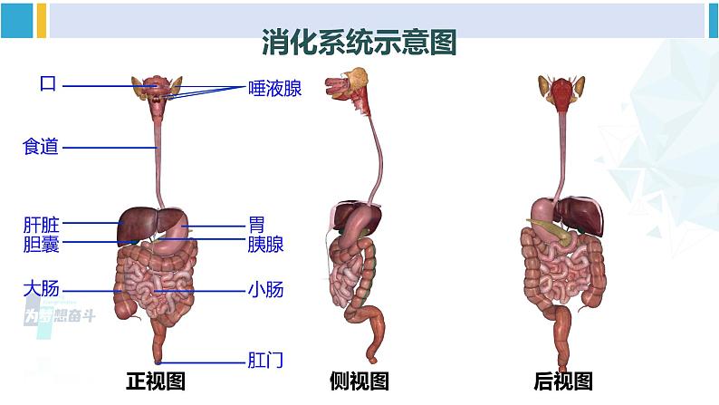 北师大版七年级生物下册 第8章 人体的营养第1课时 消化系统的组成 食物在口腔内的消化（课件）第4页