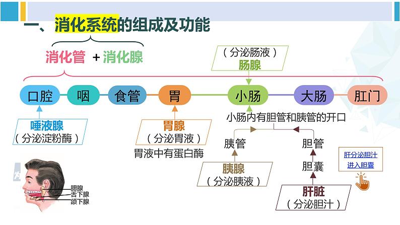 北师大版七年级生物下册 第8章 人体的营养第1课时 消化系统的组成 食物在口腔内的消化（课件）第6页