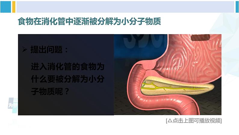 北师大版七年级生物下册 第8章 人体的营养第1课时 消化系统的组成 食物在口腔内的消化（课件）第7页