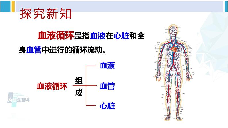 北师大版七年级生物下册 第9章 人体内的物质运输第1课时 血管和心脏（课件）03