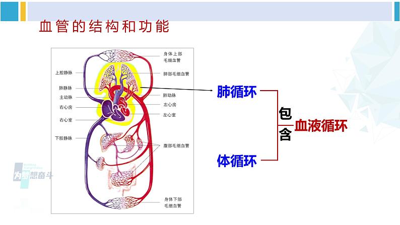 北师大版七年级生物下册 第9章 人体内的物质运输第1课时 血管和心脏（课件）04