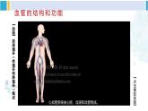 北师大版七年级生物下册 第9章 人体内的物质运输第1课时 血管和心脏（课件）