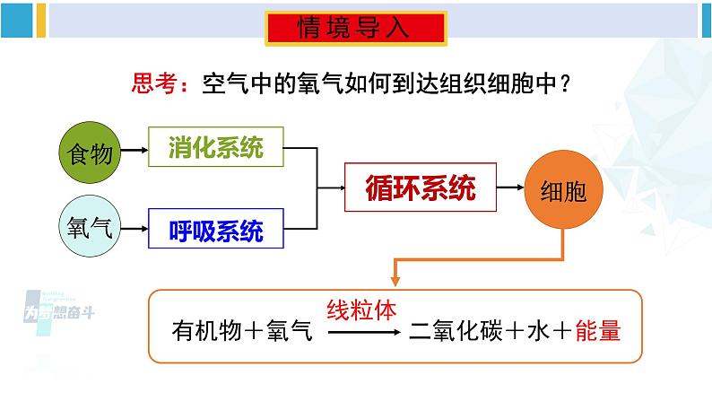 北师大版七年级生物下册 第10章 人体的能量供应第1课时 呼吸系统的组成与功能（课件）02