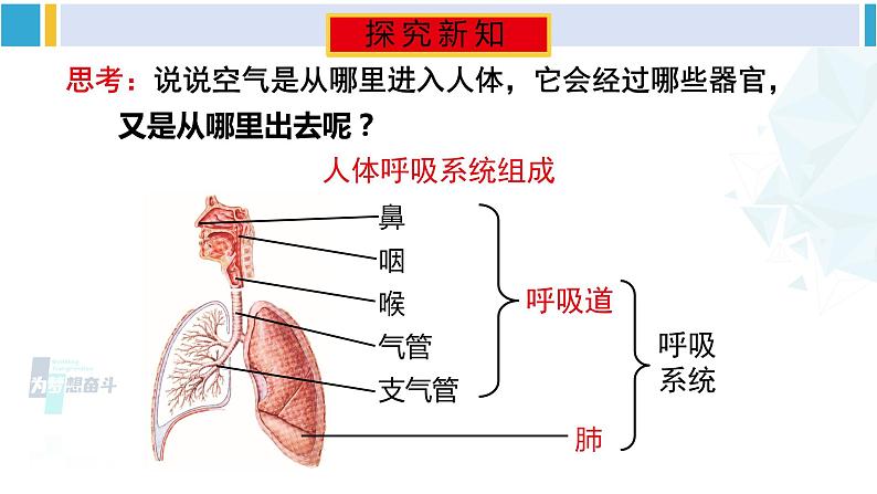 北师大版七年级生物下册 第10章 人体的能量供应第1课时 呼吸系统的组成与功能（课件）03