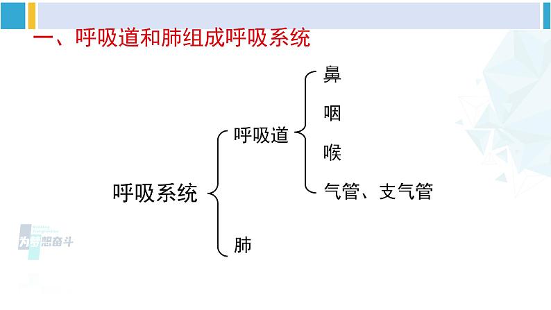 北师大版七年级生物下册 第10章 人体的能量供应第1课时 呼吸系统的组成与功能（课件）04