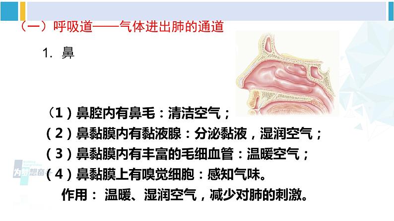 北师大版七年级生物下册 第10章 人体的能量供应第1课时 呼吸系统的组成与功能（课件）07