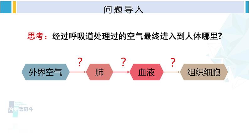 北师大版七年级生物下册 第10章 人体的能量供应第2课时 人体内的气体交换（课件）02