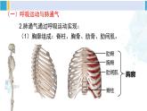 北师大版七年级生物下册 第10章 人体的能量供应第2课时 人体内的气体交换（课件）