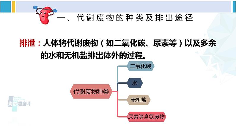 北师大版七年级生物下册 第11章 人体代谢废物的排出第1节 人体产生的代谢废物（课件）第7页