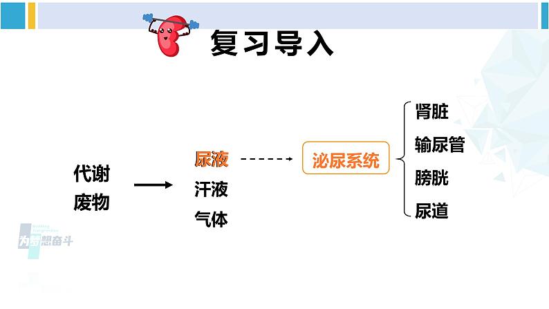 北师大版七年级生物下册 第11章 人体代谢废物的排出第1课时 泌尿系统的组成（课件）02