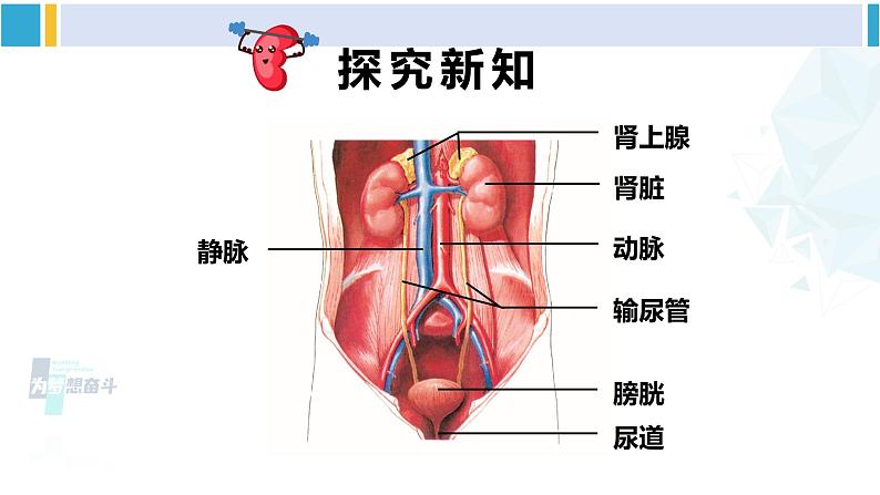 北师大版七年级生物下册 第11章 人体代谢废物的排出第1课时 泌尿系统的组成（课件）03