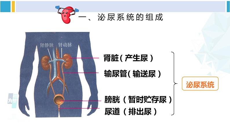 北师大版七年级生物下册 第11章 人体代谢废物的排出第1课时 泌尿系统的组成（课件）04