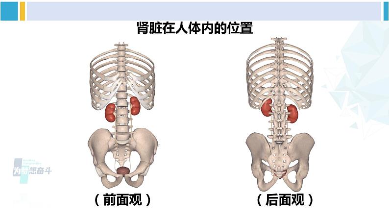 北师大版七年级生物下册 第11章 人体代谢废物的排出第1课时 泌尿系统的组成（课件）05