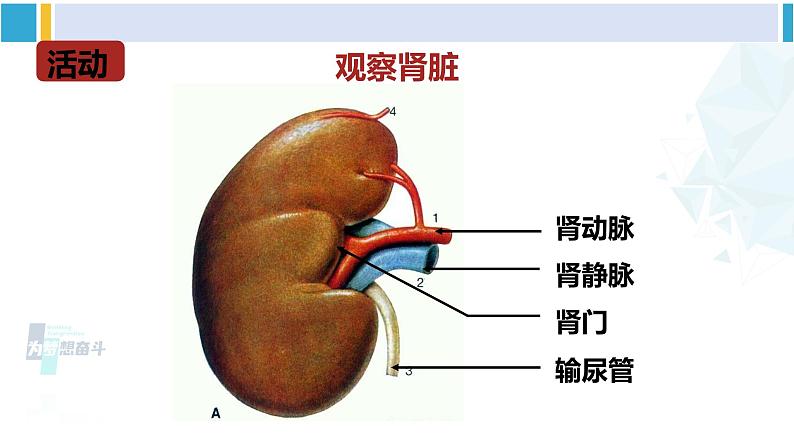 北师大版七年级生物下册 第11章 人体代谢废物的排出第1课时 泌尿系统的组成（课件）08