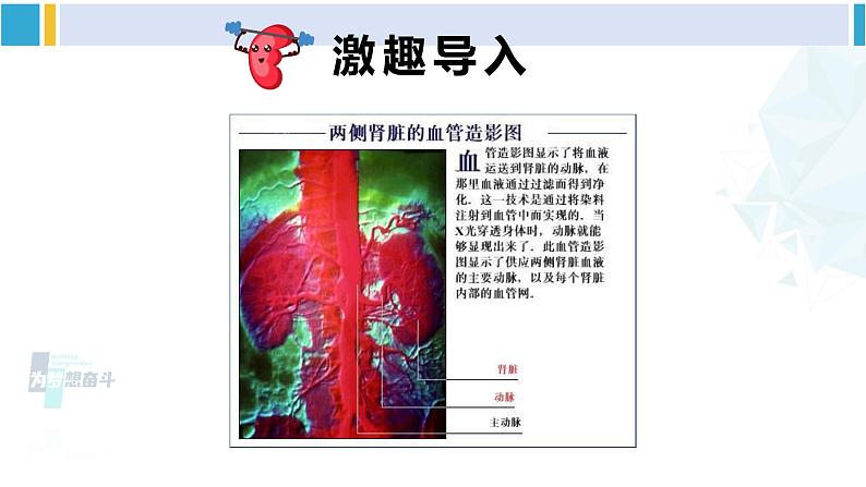 北师大版七年级生物下册 第11章 人体代谢废物的排出第2课时 尿的形成与排出（课件）02