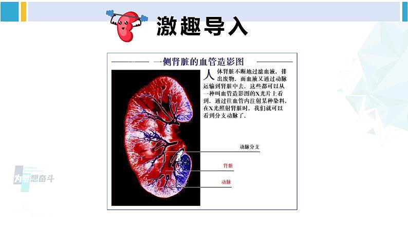 北师大版七年级生物下册 第11章 人体代谢废物的排出第2课时 尿的形成与排出（课件）03