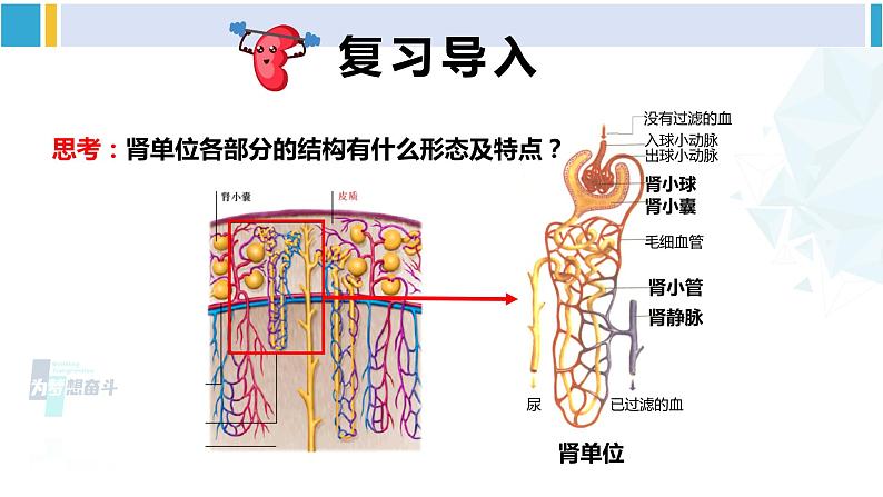 北师大版七年级生物下册 第11章 人体代谢废物的排出第2课时 尿的形成与排出（课件）04