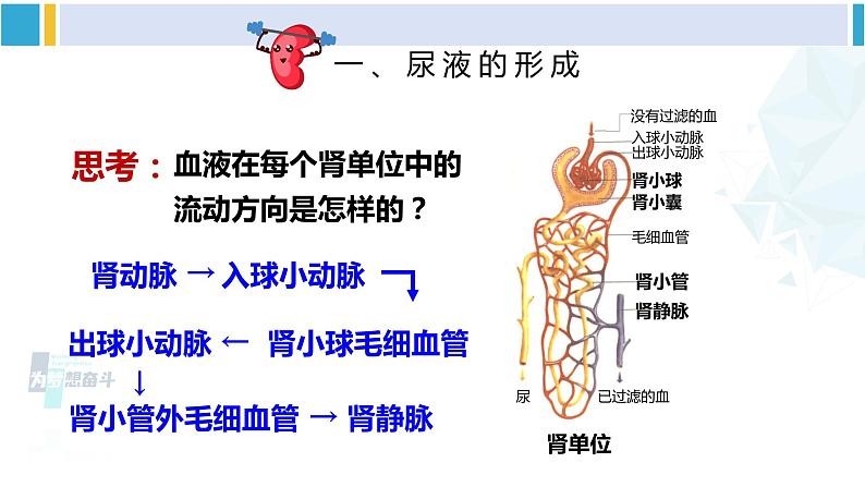 北师大版七年级生物下册 第11章 人体代谢废物的排出第2课时 尿的形成与排出（课件）05