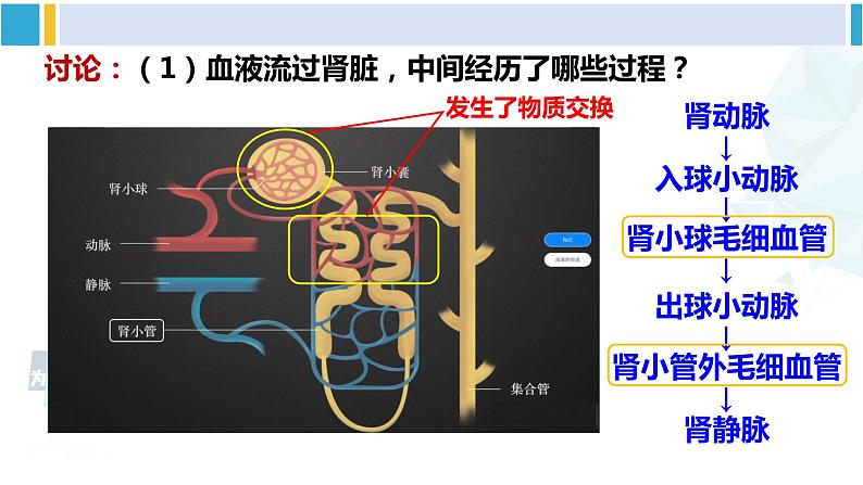 北师大版七年级生物下册 第11章 人体代谢废物的排出第2课时 尿的形成与排出（课件）06