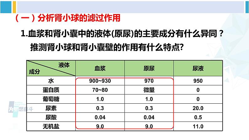 北师大版七年级生物下册 第11章 人体代谢废物的排出第2课时 尿的形成与排出（课件）08