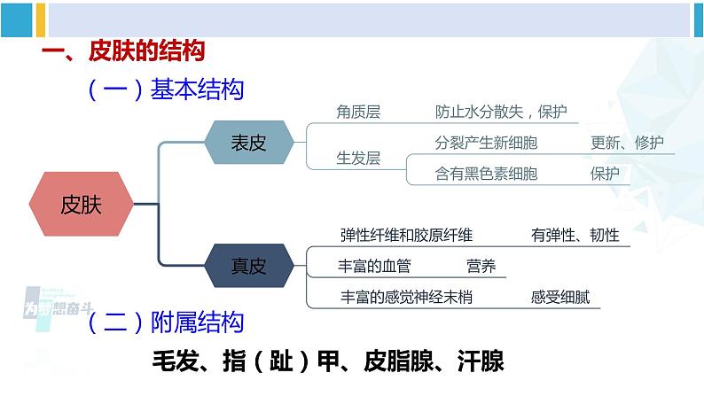 北师大版七年级生物下册 第11章 人体代谢废物的排出第3节 皮肤与汗液分泌（课件）05