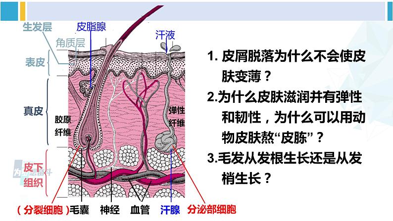 北师大版七年级生物下册 第11章 人体代谢废物的排出第3节 皮肤与汗液分泌（课件）06