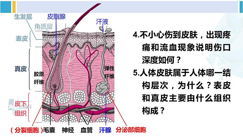 北师大版七年级生物下册 第11章 人体代谢废物的排出第3节 皮肤与汗液分泌（课件）07