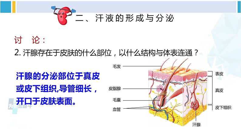 北师大版七年级生物下册 第11章 人体代谢废物的排出第3节 皮肤与汗液分泌（课件）08